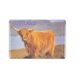 Eva Gel Magnet - Highland Cow